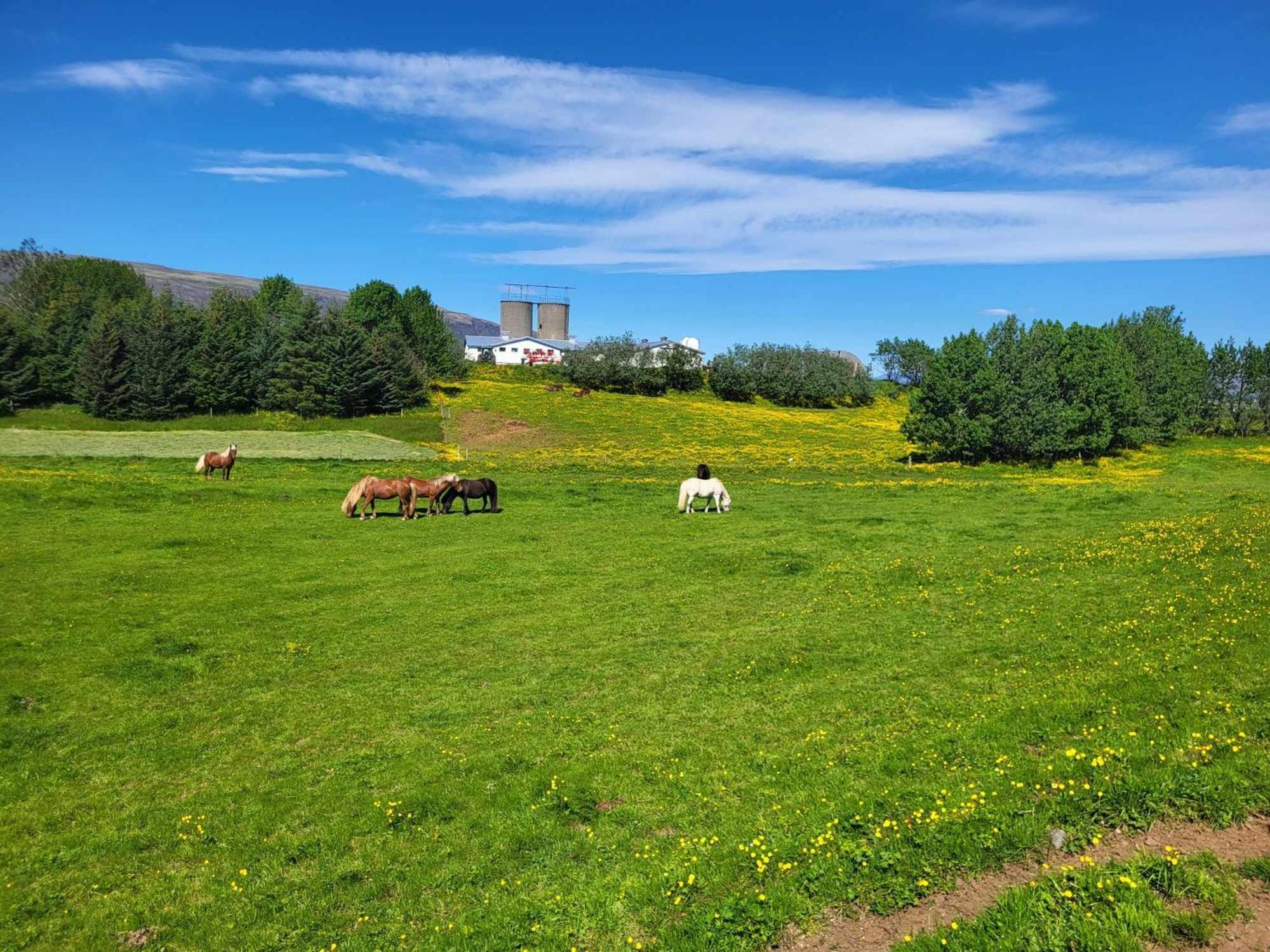 Small Cabin In The Countryside Selfoss Ngoại thất bức ảnh